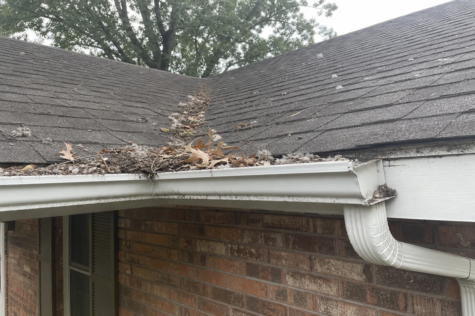 Stuttgart Arkansas brick home gutter packed with oak leaves and cottonwood fluff beside a downspout